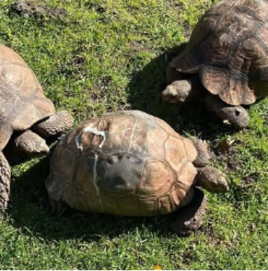 Gloria's Broken Shell | Vineyard Hotel