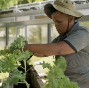 13. Blog Microgreen 660 x 650 | Vineyard Hotel