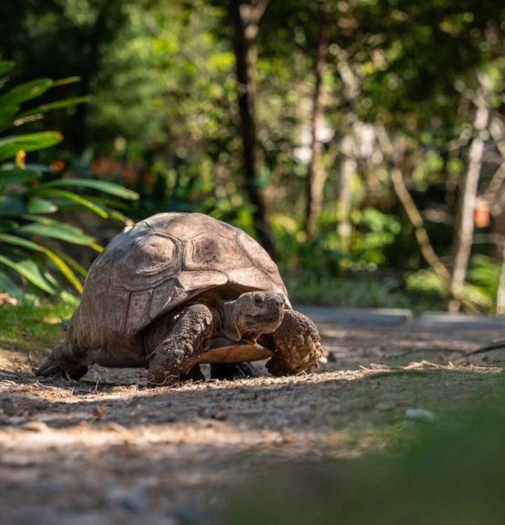 Friday pace? We prefer tortoise speed. 🐢 | Vineyard Hotel