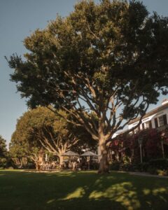 Garden tables Summer light Welcome to dining at The Vineyard 🌿 | Vineyard Hotel