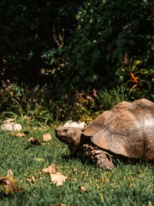 Close-up of a large tortoise on grass, head and textured shell visible with a leafy background behind.