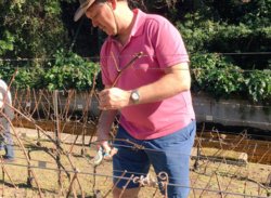 Pruning, bottling, and planting new vines