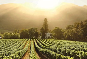 Stellenbosch Winelands