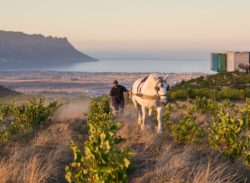 Join us for the Tastes of 2017 wine-paired dinner with Waterkloof Wine Estate