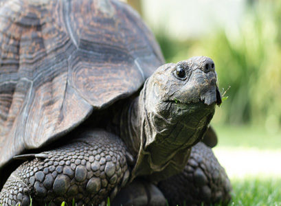 Mountain Tortoise at The Vineyard 